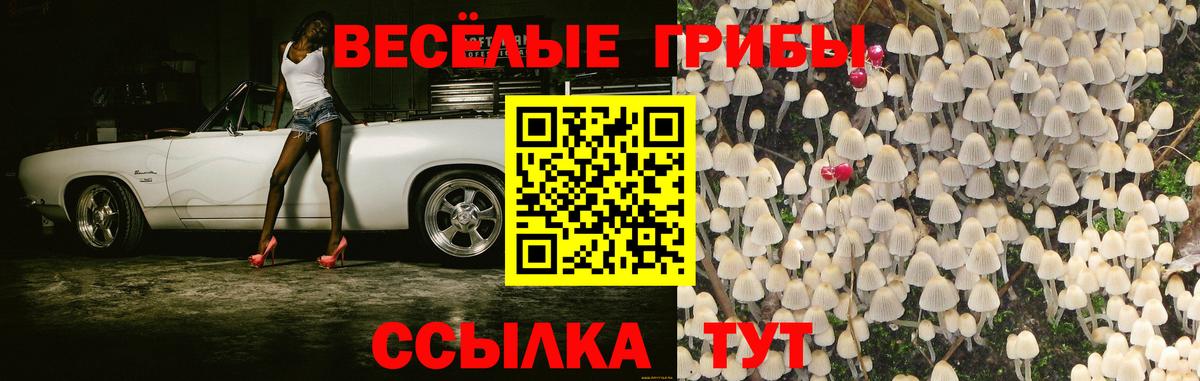 Галлюциногенные грибы Psilocybe Видное